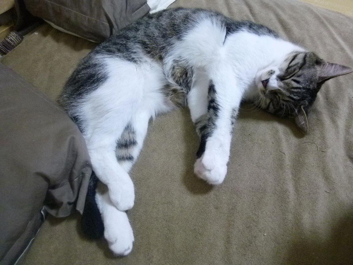 拉文爆发,雄鹿巅峰对决,胜出上海队,一场跨越时空的篮球想象